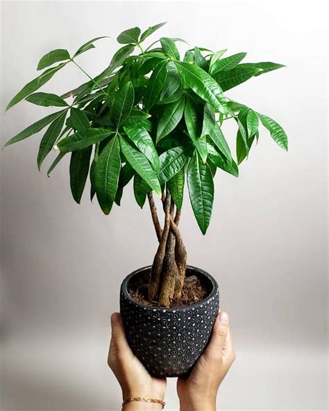 旺財招財植物風水|招財植物風水指南：輕鬆擺出旺財格局，財運亨通一整年！